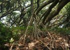 b Hilo Hawaii (48)